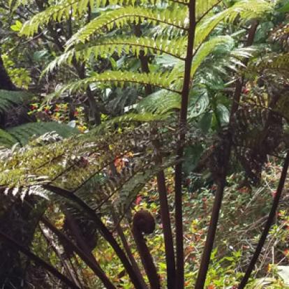 Trek à la Réunion de Sarah