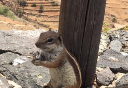 Voyage aux Canarie d'Anne