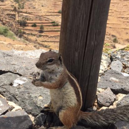©Anne J. - Tous Droits Réservés Voyage aux Canarie d'Anne