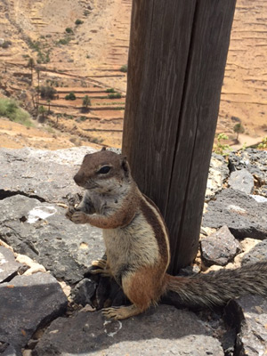 ©Anne J. - Tous Droits réservés Voyage aux Canarie d'Anne