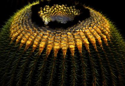 Voyage aux Canarie de Marc et Annick