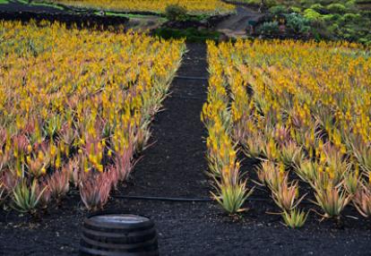 Voyage aux Canarie de Marc et Annick