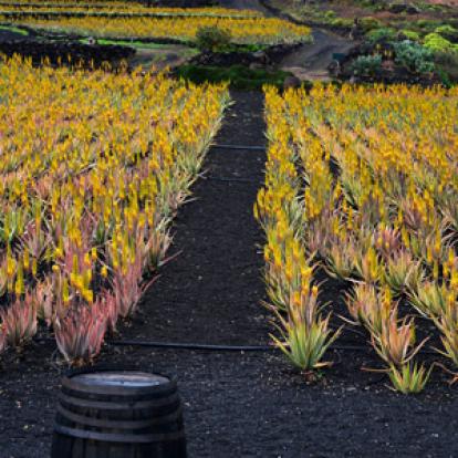 Voyage aux Canarie de Marc et Annick