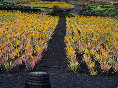 Voyage aux Canarie de Marc et Annick