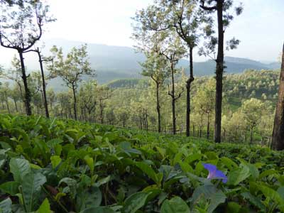 Voyage en Inde des Familles Geneviève A. et Alain B. 