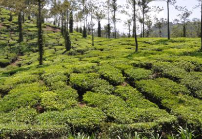Plantations de thé  Voyage en Inde de Christian et Davanh