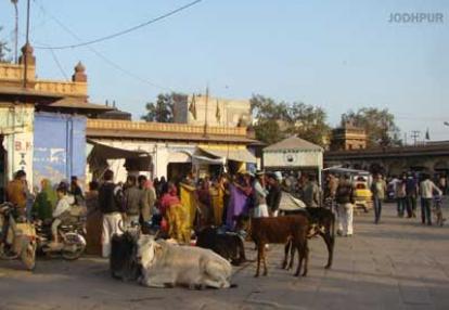 Plantations de thé  Jodhpur