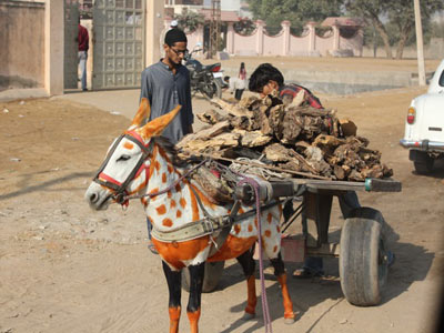 Voyage en Inde d'Eric P. 
