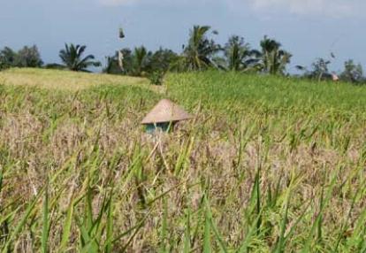 Voyage en Indonésie de Valérie et Emmanuel