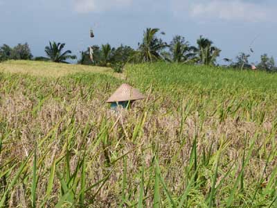 Voyage en Indonésie de Valérie et Emmanuel