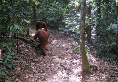 Voyage en Indonésie de Laurent