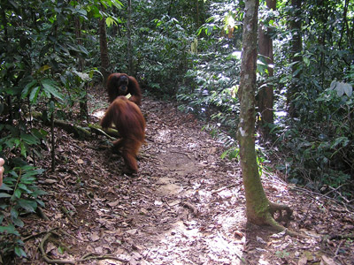 Voyage en Indonésie de Laurent