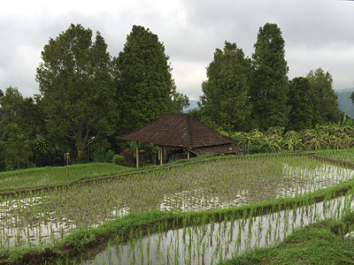 Voyage en Indonésie de Diane