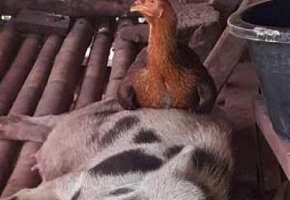 Voyage en Indonésie de Pierre et Asawin