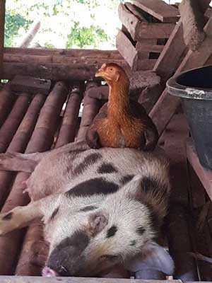 Voyage en Indonésie de Pierre et Asawin