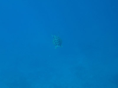Voyage en Indonésie de Gaëlle