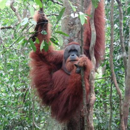 Voyage en Indonésie de Valérie