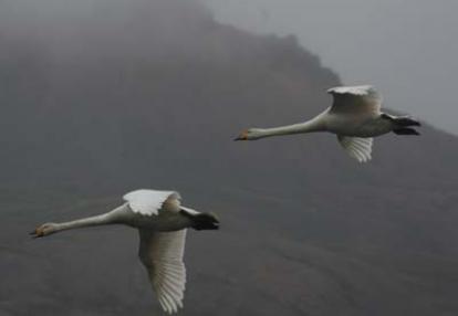 ©Yolande et Christian D.- Tous Droits réservés Voyage en islande de Yolande