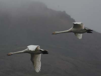 Voyage en islande de Yolande
