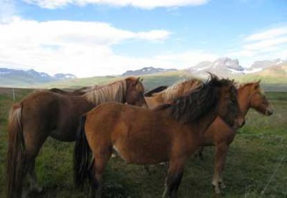 Voyage en Islande - Claire C.