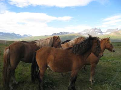 ©Gérard M.- Tous Droits réservés Voyage en Islande - Claire C.