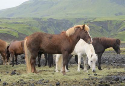 Voyage en Islande de Laurence
