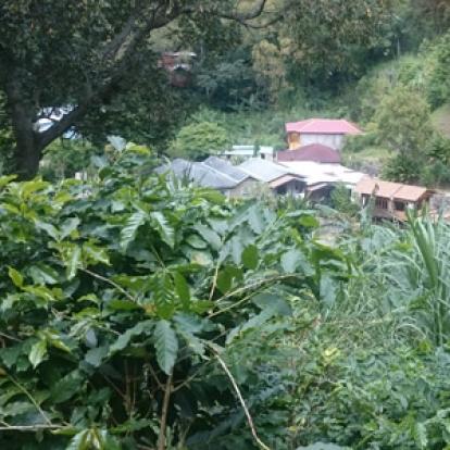 Voyage à La Jamaïque de la Famille de Natasha P.