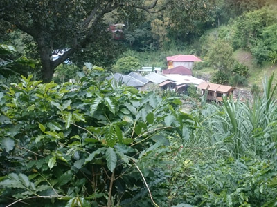 Voyage à La Jamaïque de la Famille de Natasha P.