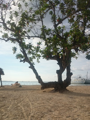 Voyage à La Jamaïque de la Famille de Natasha P.