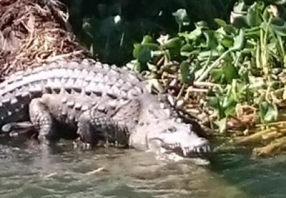 Voyage à La Jamaïque de la Famille de Natasha P.