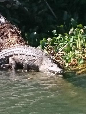 Voyage à La Jamaïque de la Famille de Natasha P.