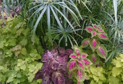 Voyage à La Jamaïque de la Famille de Natasha P.