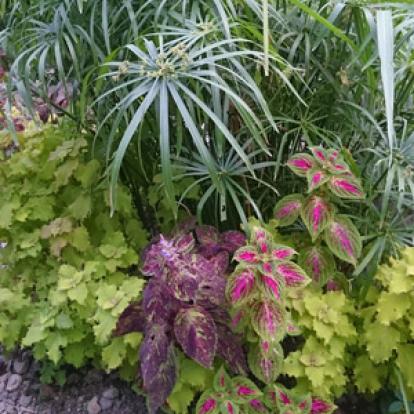 Voyage à La Jamaïque de la Famille de Natasha P.