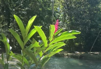 Voyage à La Jamaïque de la Famille de Natasha P.