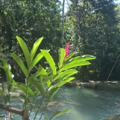 Voyage à La Jamaïque de la Famille de Natasha P.