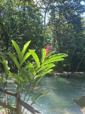 Voyage à La Jamaïque de la Famille de Natasha P.
