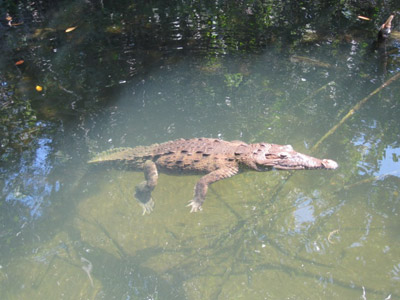 ©Sandra V. - Tous Droits réservés Voyage à La Jamaïque de Sandra