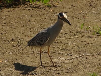 Voyage à La Jamaïque de Michel et Edith