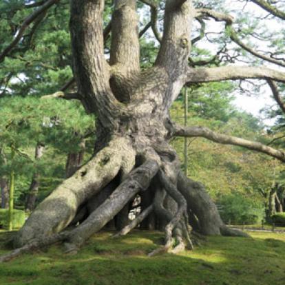 ©Annabel C. - Tous Droits Réservés Voyage au Japon d'Annabel
