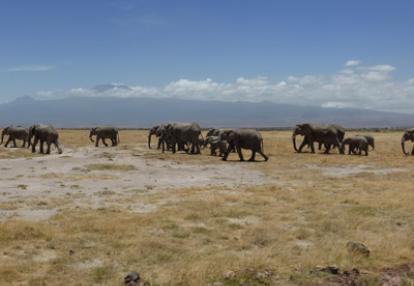 Safari au Kenya du groupe d'Edith et Luc