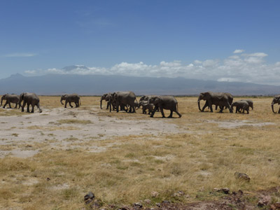 Safari au Kenya du groupe d'Edith et Luc