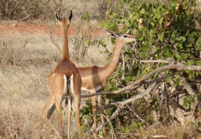 Safari au Kenya du groupe d'Edith et Luc