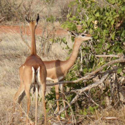 Safari au Kenya du groupe d'Edith et Luc