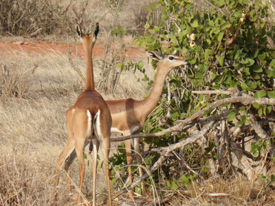 Safari au Kenya du groupe d'Edith et Luc