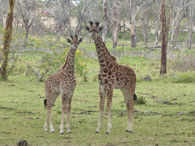 Voyage au Kenya de Viviane