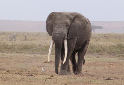 Voyage au Kenya de Pascale et Ireck