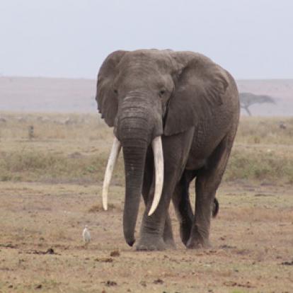 Voyage au Kenya de Pascale et Ireck