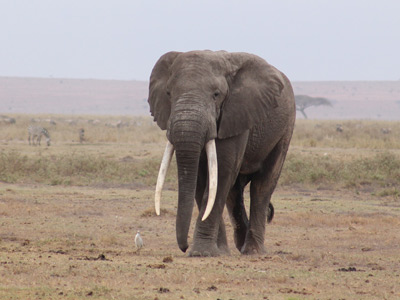 Voyage au Kenya de Pascale et Ireck