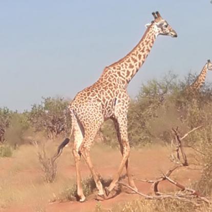 ©Florent C. - Tous Droits Réservés Voyage au Kenya de Florent et Sandy