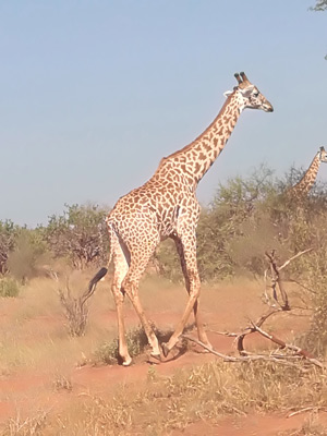 ©Florent C. - Tous Droits réservés Voyage au Kenya de Florent et Sandy